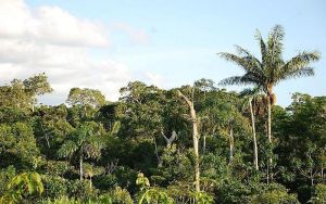 9：南米の熱帯雨林