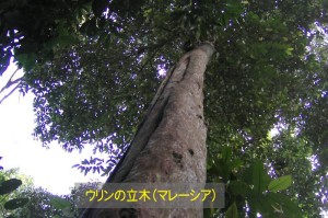 11：ウリンの立木