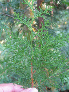 Thread leaf of Chamaecyparis obtusa (hinoki cypress)