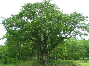 30：トネリコの大木