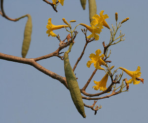 Caribbean_Trumpet_Tree_(Tabebuia_aurea)_fruit_&_flowers_W_IMG_7055
