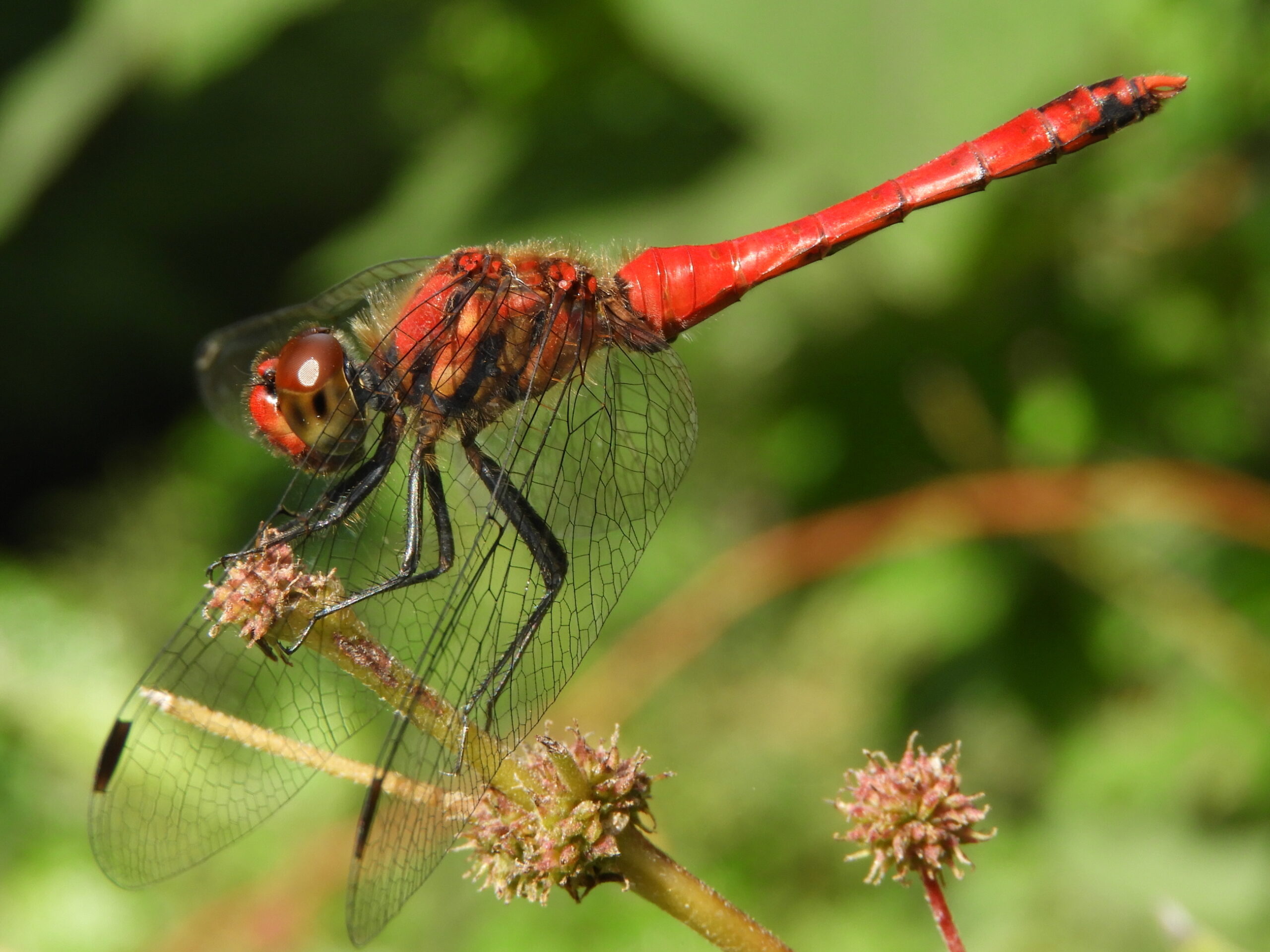 11月の「egg-西日本地区定例会」 無料体験参加者募集中!