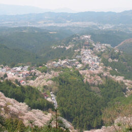 「木」語り　連載第15回