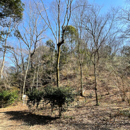 「木」語り　連載第16回